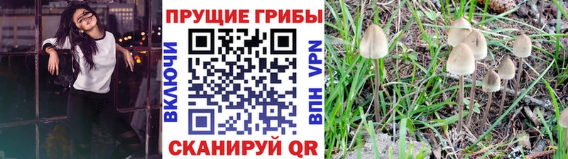 Псилоцибиновые грибы Psilocybine cubensis Ермолино